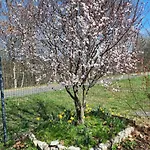 La Clef Des Bois - Cosy Et Calme Au Coeur De La Nature * Ban-sur-Meurthe-Clefcy