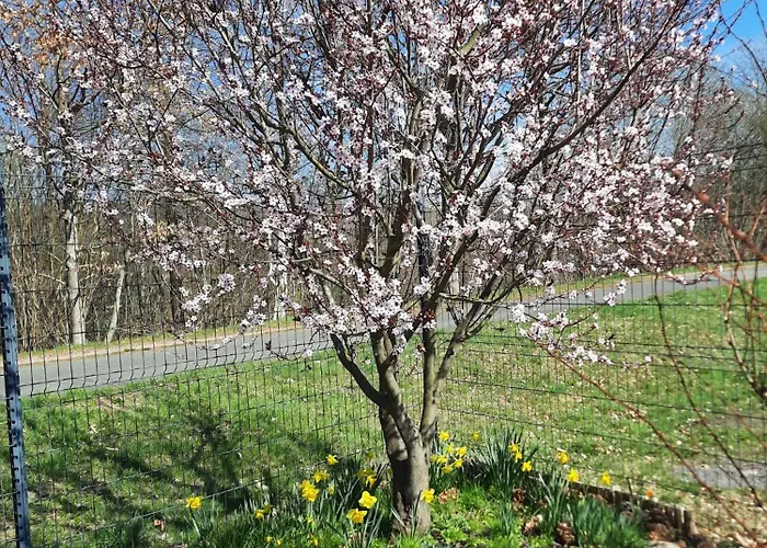 La Clef Des Bois - Cosy Et Calme Au Coeur De La Nature * Ban-sur-Meurthe-Clefcy